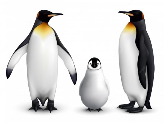 17 Love Lessons From The Marriage Of Penguin